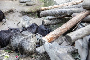 Nutria kendini temizler ve gölette yüzer.
