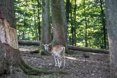 Koyunlar etrafta koşuşturup yiyecek arıyorlar.