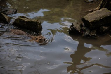 Nutria kendini temizler ve gölette yüzer.