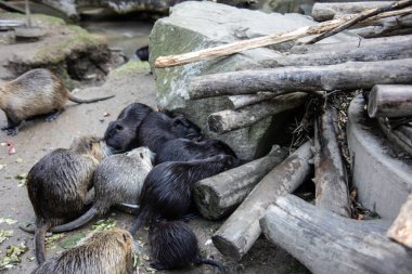 Nutria kendini temizler ve gölette yüzer.