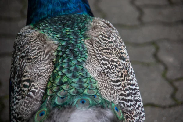 Blue Peacock Rooster Struts — Stock Photo, Image