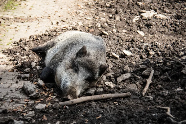 Wildschweine Streifen Auf Der Suche Nach Futter Durch Den Wald — Stockfoto
