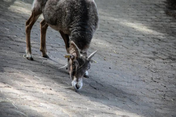 Cabra Con Cuernos Pastan Borde Del Bosque — Foto de Stock