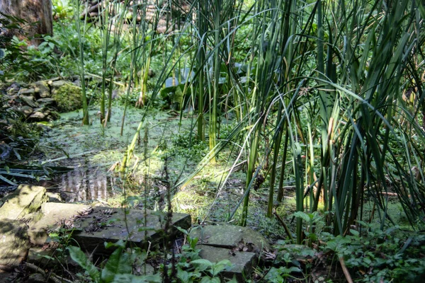 Pântano Verde Com Árvores Grama — Fotografia de Stock