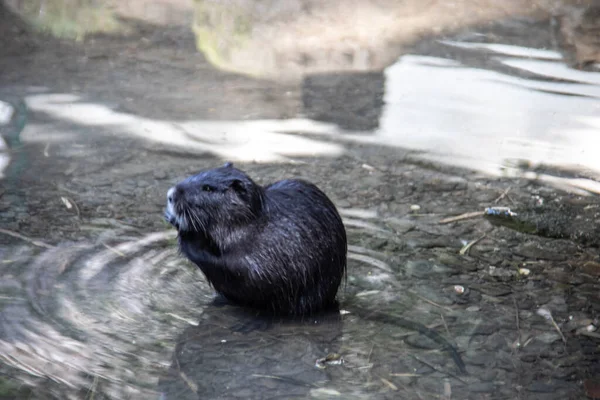 Nutria Limpar Nadar Lagoa — Fotografia de Stock