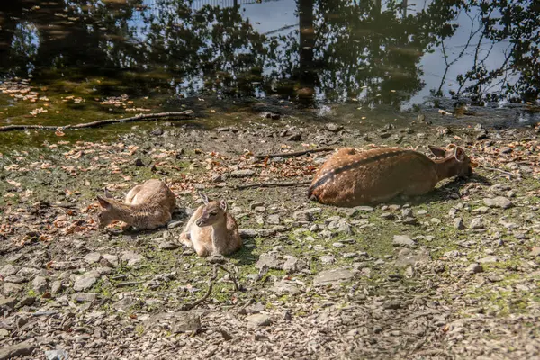 Rehe Waldrand Und Auf Der Wiese — Stockfoto