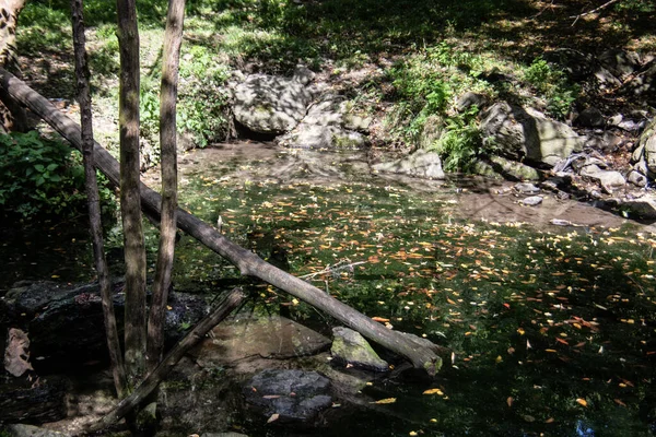 Marais Vert Avec Arbres Herbe — Photo