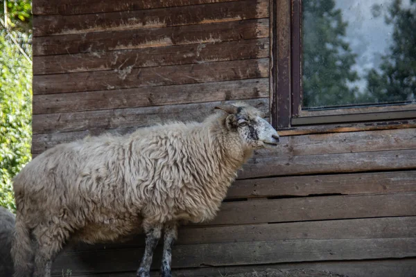 Ovce Pobíhají Kolem Hledají Jídlo — Stock fotografie