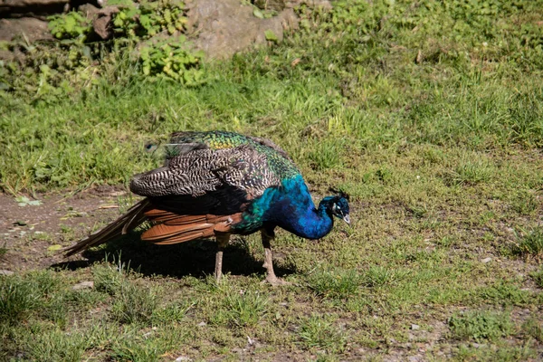 Blue Peacock Rooster Struts — Stock Photo, Image