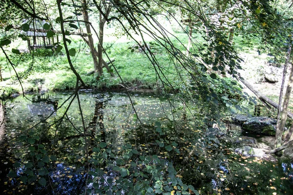 Pântano Verde Com Árvores Grama — Fotografia de Stock
