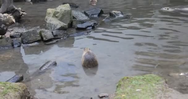 ヌートリアは自分自身をきれいにし 池で泳ぐ — ストック動画