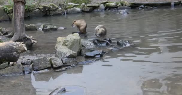 Nutria Reinigen Zichzelf Zwemmen Vijver — Stockvideo