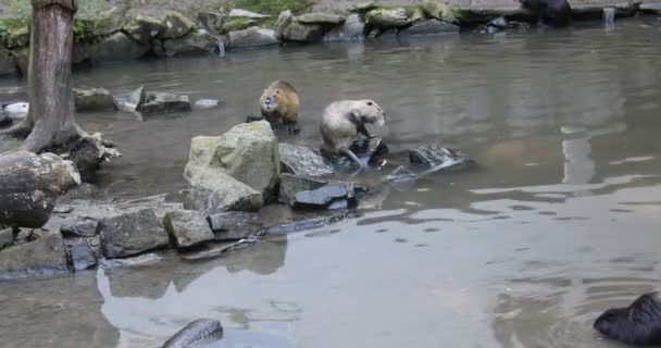 Nutria Nettoyer Eux Mêmes Nager Dans Étang — Video