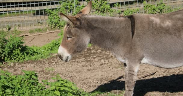 Pferde Und Esel Fressen Auf Der Weide — Stockvideo