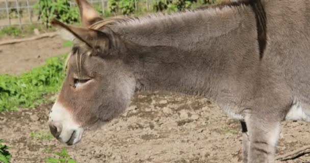 Caballos Burros Comiendo Pasto — Vídeos de Stock