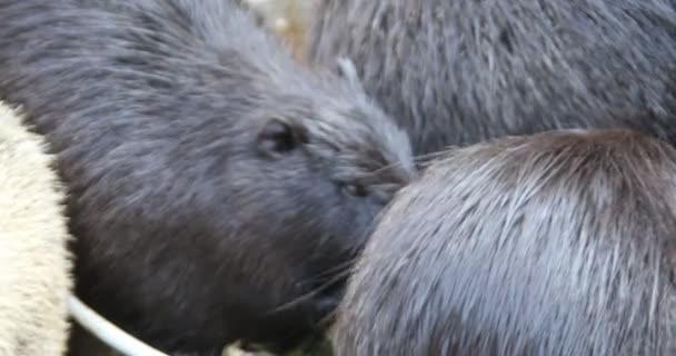 Nutria Reinigen Zichzelf Zwemmen Vijver — Stockvideo