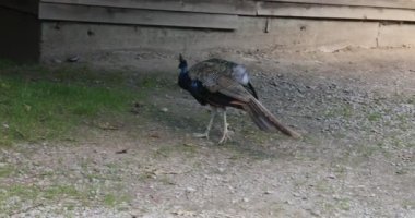 Mavi tavus kuşu horozu kasıla kasıla yürüyor