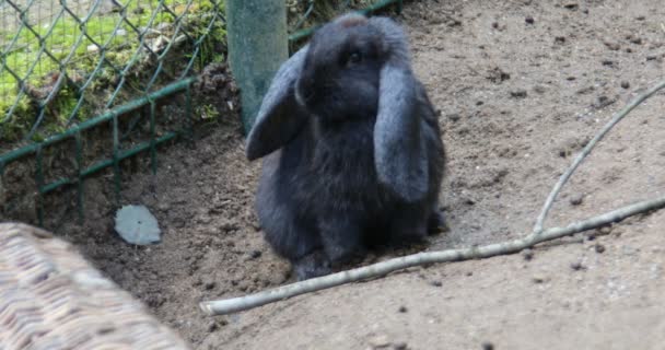 Black Rabbits Eat Vegetables — Stock Video