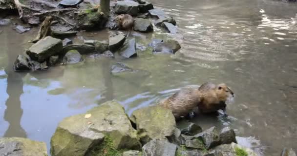 Nutria Kendini Temizler Gölette Yüzer — Stok video