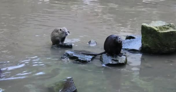 ヌートリアは自分自身をきれいにし 池で泳ぐ — ストック動画