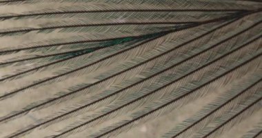 Rengarenk kuş tüyü ve tüy.