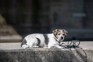 Siyah-beyaz İskoç teriyeri battaniye ve duvarda yatıyor.