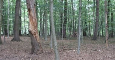 Gökyüzü ve küllerin dalları kendi kendilerine dönerler.