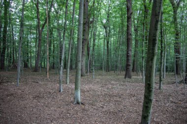 yalnız kozalaklı kale parkında
