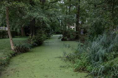 Parktaki su yüzeyi algler ve su bitkileriyle doluydu.