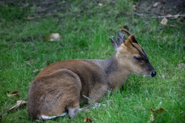 Ormanda küçük Muntjak geyiği