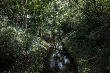 Yeşil, aşılmaz ormanın içinden bir dere akıyor.