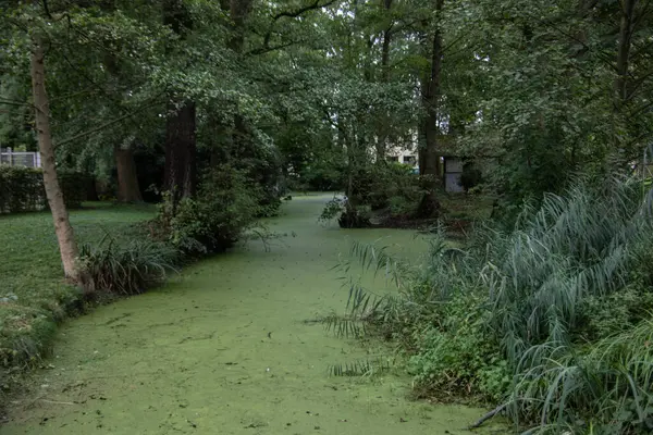 Superfície Água Parque Repleta Algas Plantas Aquáticas — Fotografia de Stock