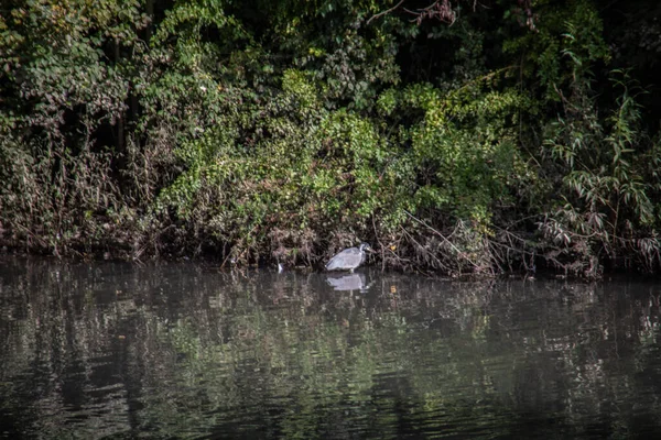 Castle Park Taki Gölette Büyük Beyaz Egretin — Stok fotoğraf