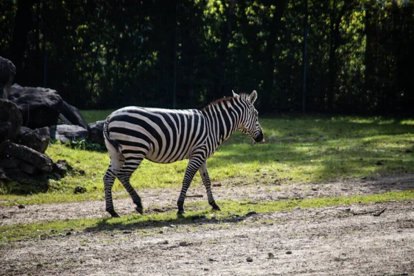 Zebra Jest Parku Szuka Jedzenia — Zdjęcie stockowe