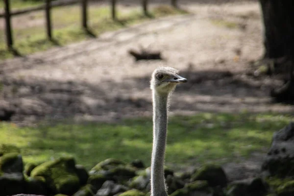 Nandu Mit Langem Hals Auf Der Weide — Stockfoto