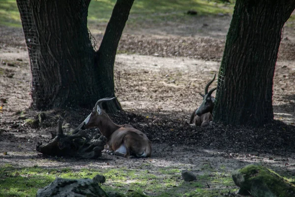 Rehe Waldrand Und Auf Der Wiese — Stockfoto