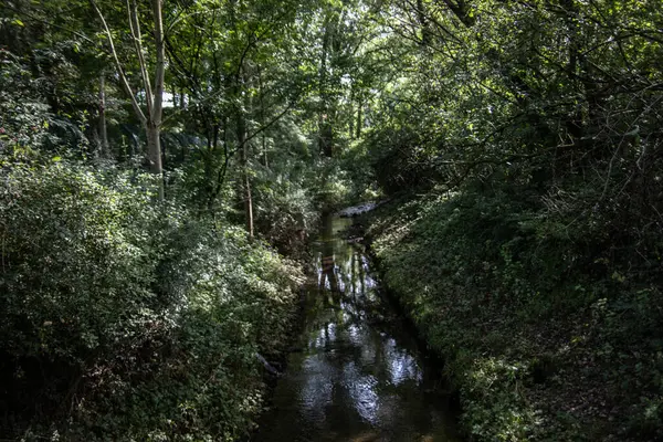 Ruisseau Coule Travers Jungle Verte Impénétrable — Photo