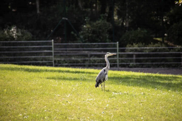 Grande Egretinon Branco Prado Parque Castelo — Fotografia de Stock