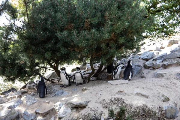 Penguins Colony Sand Rocks — Stock Photo, Image