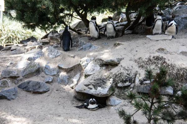 Penguins Colony Sand Rocks — Stock Photo, Image