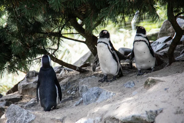 Pinguine Einer Kolonie Sand Unter Felsen — Stockfoto