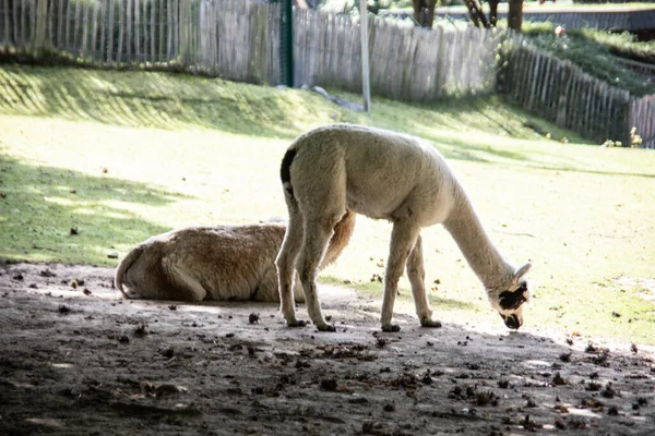 Llamas Dans Pâturage Pendant Pâturage — Photo