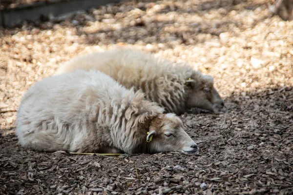 Bárányok Alszanak Napon — Stock Fotó