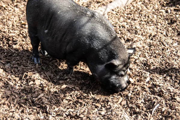 Wildschweine Graben Sich Auf Der Suche Nach Nahrung Die Erde — Stockfoto