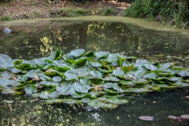 Lily pedleri suda yüzer.