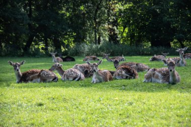 Geyik ormanın kıyısında ve çayırda