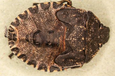 kahverengi ağaç böceği bileşik gözlü