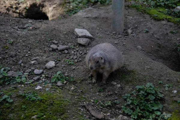 Marmoti Pobíhají Sem Tam Alpské Pastvině — Stock fotografie