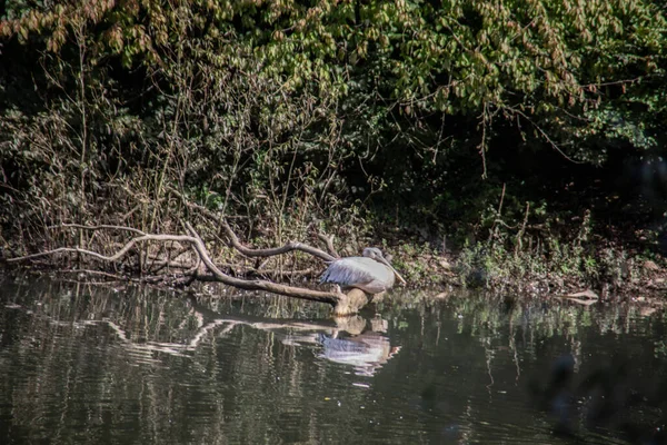 Löffler Steht Wasser Und Sucht Nach Nahrung — Stockfoto