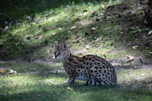 Serval Plíží Lesem Hledá Kořist — Stock fotografie